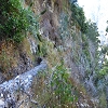 Plants: image 45 Of 117 Thumb